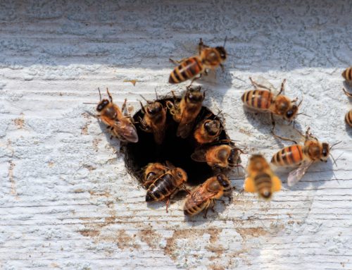 Ciekawostki o pszczołach