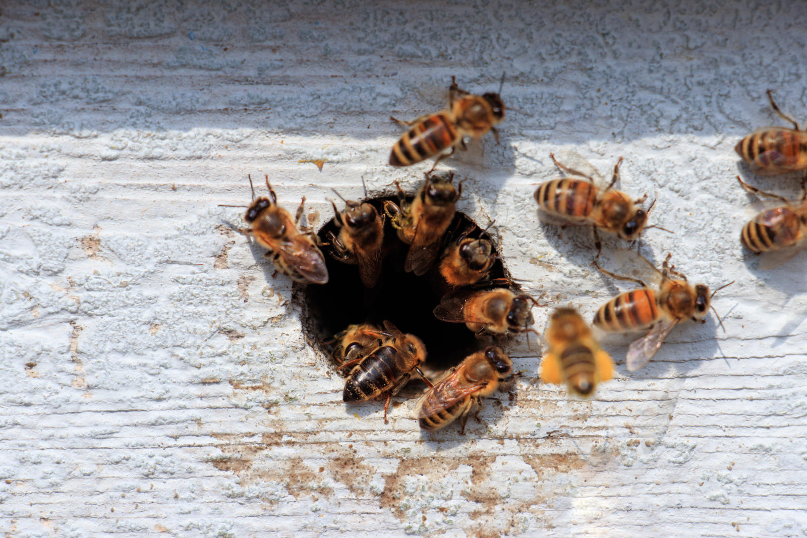 Pszczoły przy wejściu do ula